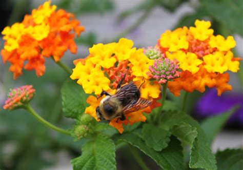 These nine flowers attracted the most pollinators in a study of more than 30 annual flower varieties. Strange's Garden Center: Butterfly Gardening! Tips for ...