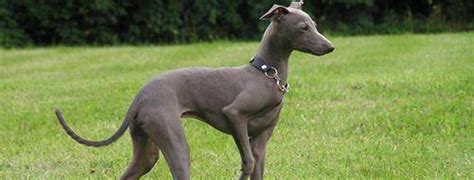 Italian greyhound puppies and dogs. Italian Greyhound Breed Guide - Learn about the Italian ...