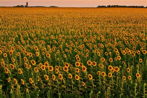 Kansassunflowers My Goal For The Summer To See These Landscape