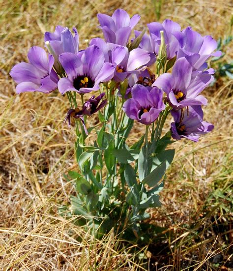 Gary regner photography, specializing in the photography of texas wildflowers, landscapes, nature and the outdoors. Eclectic Design Choices - Designs for Your Life: Texas ...