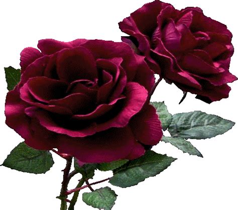 Play full screen, enjoy puzzle of the day and thousands more. Rose Flower GIF - Roses Flowers Animated GIF Free Download