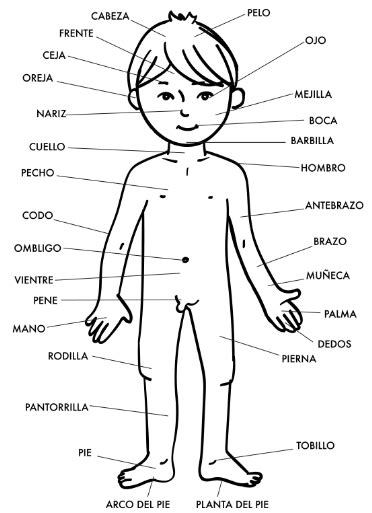 Partes del cuerpo humano para niños Cuerpo humano