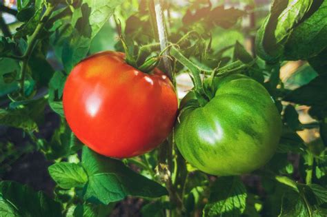 Delicious Tomato Seeds Heirloom Hometown Seeds