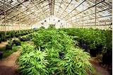 Marijuana Farms In California
