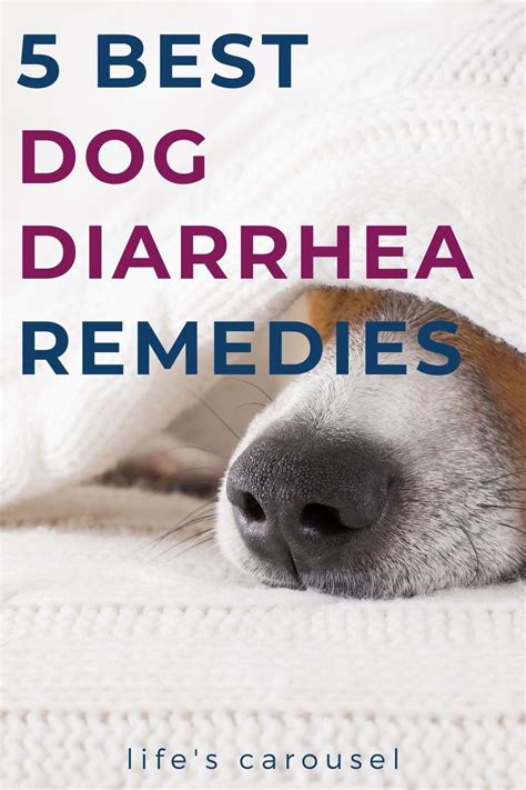 Dog Diarrhea Home Remedies 5 Best Fast Acting Remedies Artofit