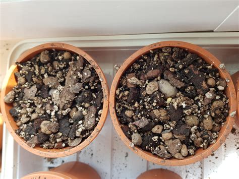 The ratio of potting mix depends on the type of plant you want to grow. New potting mix and fertilizer? - PALMS IN POTS - PalmTalk
