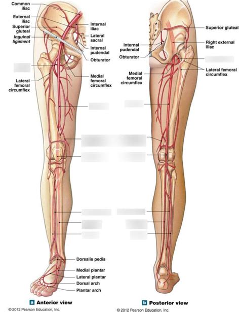 Popliteal Artery Diagram