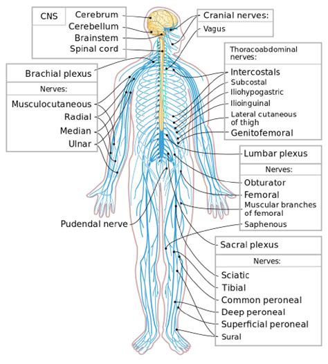 116 Peripheral Nervous System Biology Libretexts