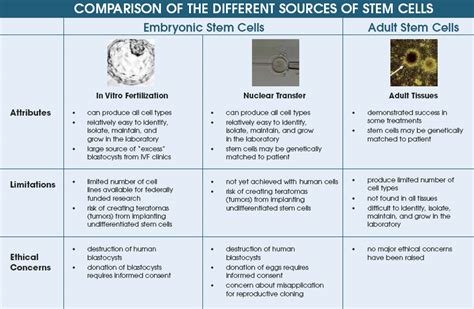 Synthetic Biology And Gene Synthesis Types Of Stem Cells