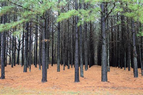 See more ideas about rubber tree plantation, rubber tree, rubber plantations. Plantation - Wikiwand