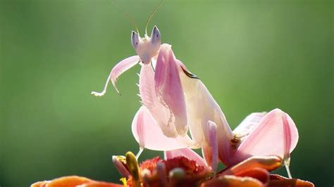 The Orchid Mantis Looks Like A Flower Stings Like A Bee Howstuffworks