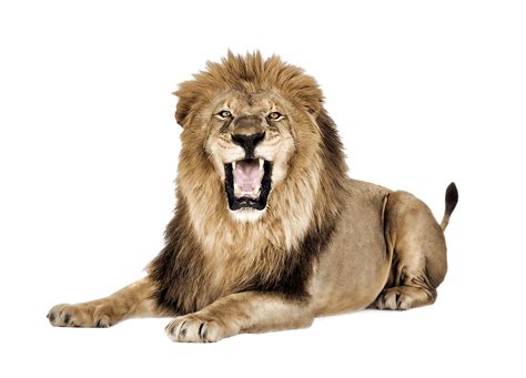 Lion Roar Transparent Png Stickpng