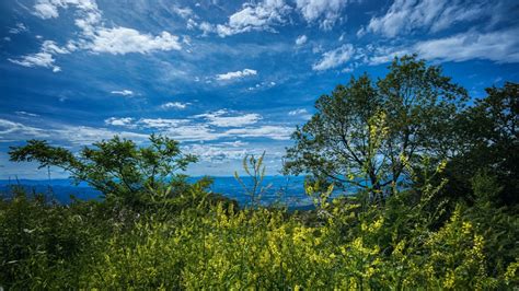 Free Images Trees Foliage Flowers Grass Plants Cumulus Clouds Skyway Drive Sky Blue