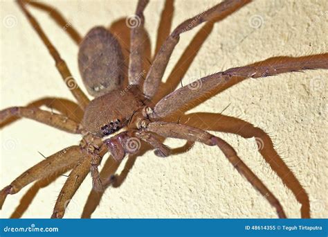 Huntsman Spider Giant Crab Spider Or Cane Spider Heteropoda Venatoria
