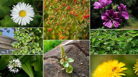 30 plantes comestibles sauvages la liste complète