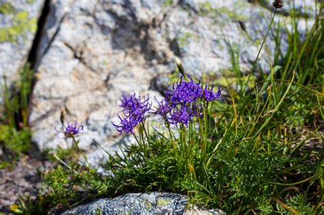 Swiss Alps Nufenenpass Flowers Valais Tessin Stock Photo Download