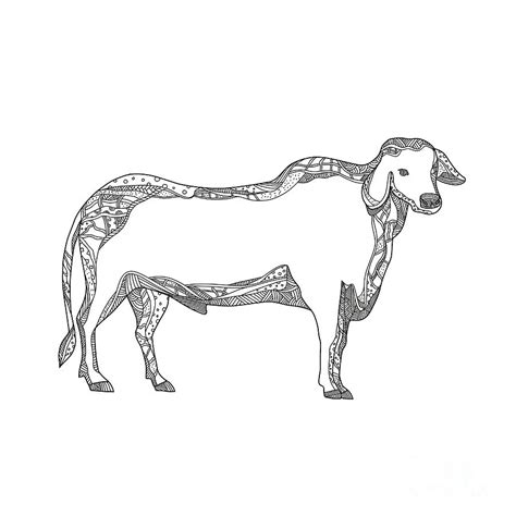 Brahman Bull Side Doodle Side Digital Art By Aloysius Patrimonio Pixels