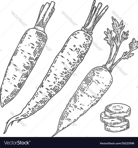 Carrots In Engraving Style Design Element For Vector Image