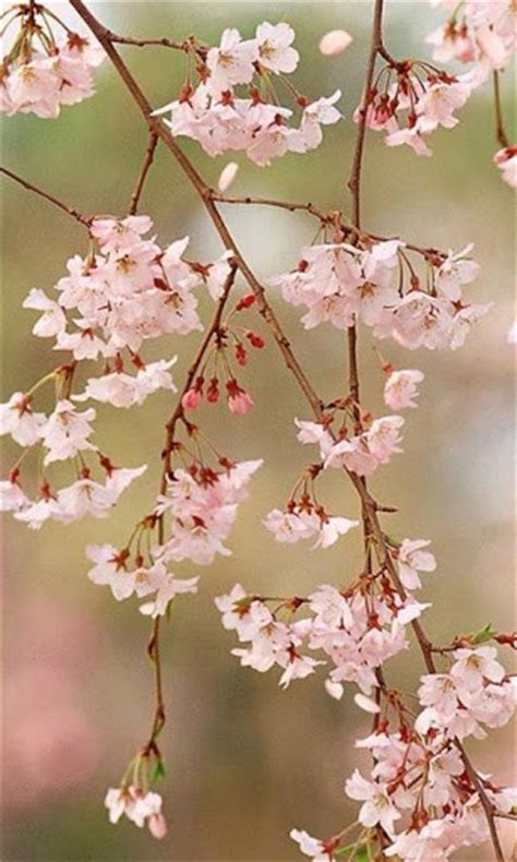 46 Cherry Blossom Wallpaper For Iphone On Wallpapersafari