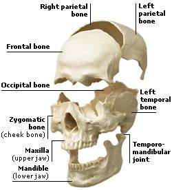 The remainder of the skull is the braincase. SKELETAL SYSTEM