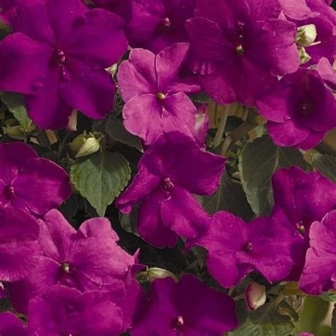 Impatiens Flowers Seeds Xtreme Lilac~great For Shaded Area