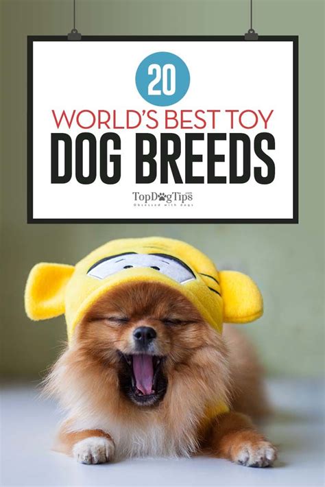 20 Worlds Best Toy Dog Breeds Toy Dog Breeds Dog