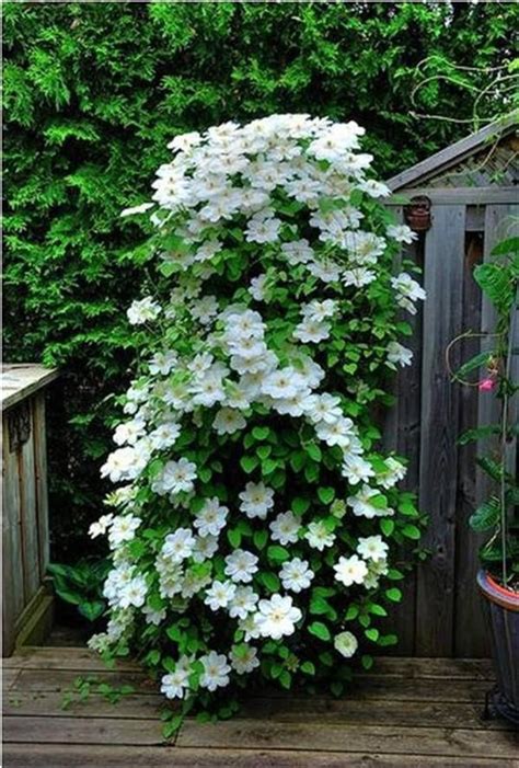 Want to learn more about how to grow clematis in your garden? 2019 Hot Sale! Clematis Seeds,Clematis Vine Seeds ...