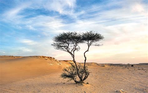 The Tree That Survives The Desert Weizmann Usa