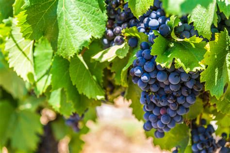 Remarkable Effects Of Grape Consumption On Health And Lifespan