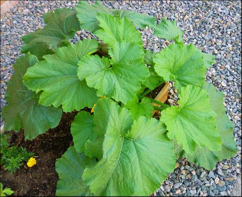 If possible, select a bush plant for easier vertical growing. Patio of Pots: Grow Zucchini in a Container | Zucchini ...