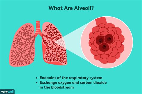 Lungenbläschen Struktur Funktion Und Störungen Der Lunge