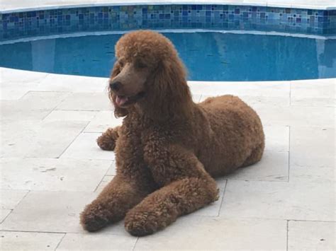 Miniature poodle in other languages french: Beyond Shaved Feet: Popular Poodle Cuts - iHeartDogs.com