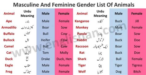 100 Examples Of Masculine And Feminine Gender List Englishan In 2021