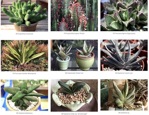 Which Shade Succulents Are Best For You Debra Lee Baldwin
