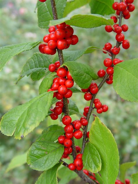 Winterberry Holly ‘winter Red Garden Housecalls