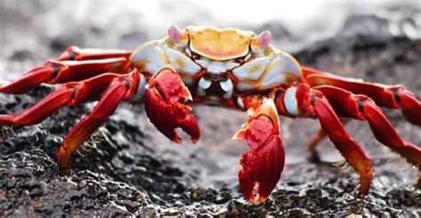 Types Of Crabs Varieties From Around The World With Pictures