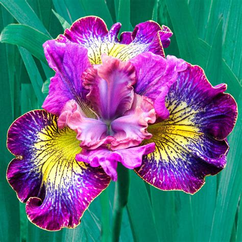 Buy How Audacious Siberian Iris Brecks