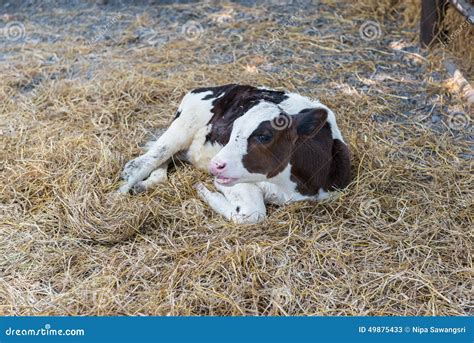 Calf Lying In Straw On Farm Stock Image Image Of Animal Barn 49875433