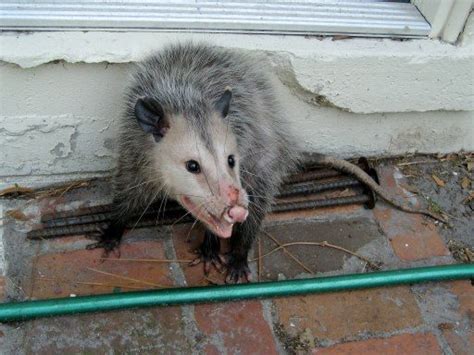 Opossum Humane Wildlife Removal