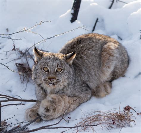 Lynx New Canada Lynx Makes Debut At Northwest Trek Visit Rainier