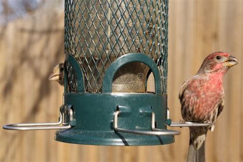 Bird Feeding At Backyard Feeder Stock Image Image Of Small Camera