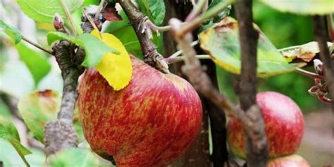 How To Fix Yellow Leaves On Apple Trees Couch To Homestead