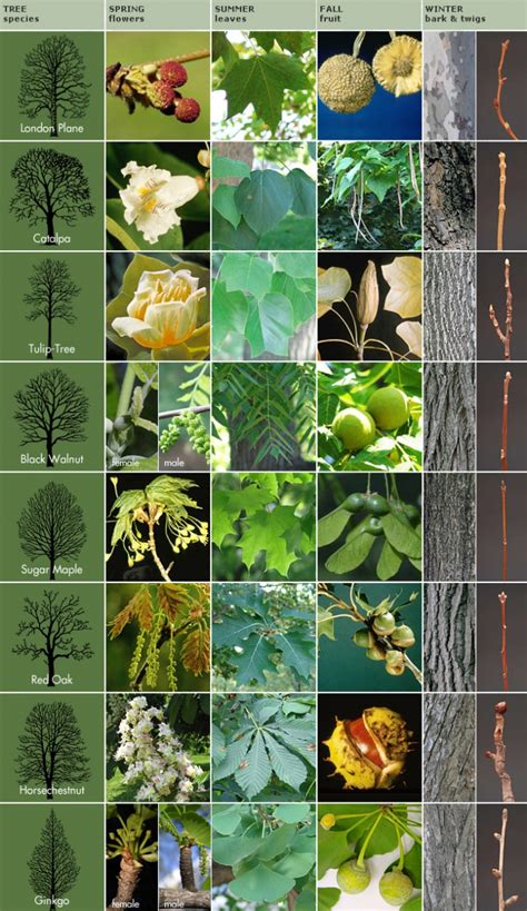 Be sure to subscribe to keep up with all of our informative, educational and easy to understand gardening tips! Getting to Know Trees | Royal Ontario Museum