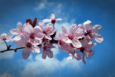 Free Image on Pixabay - Cherry, Blossom, Bloom | Blossom, Cherry blossom, Pink blossom