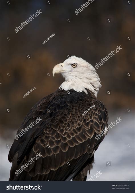 American Bald Eagle In The Winter Stock Photo 70039915 Shutterstock