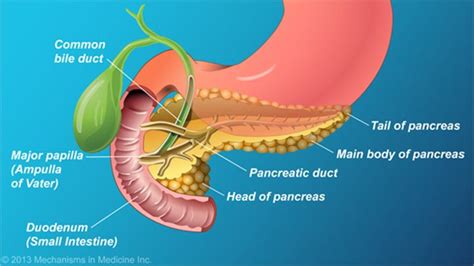 Pin On Animated Pancreas Patient