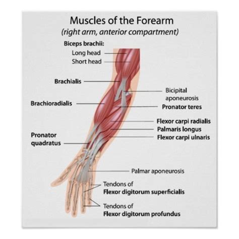 Printable Arm Diagrams 101 Diagrams