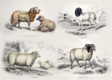 Breeds Of Domestic Sheep Photograph By Paul D Stewartscience Photo