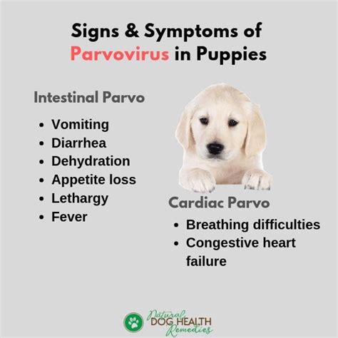 Understanding Canine Parvovirus Parvo Symptoms Prevention And
