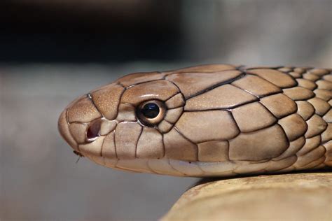 King Cobra Head Mark Dumont Flickr